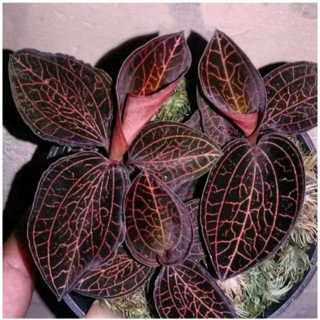 ki aksara merah3pcs