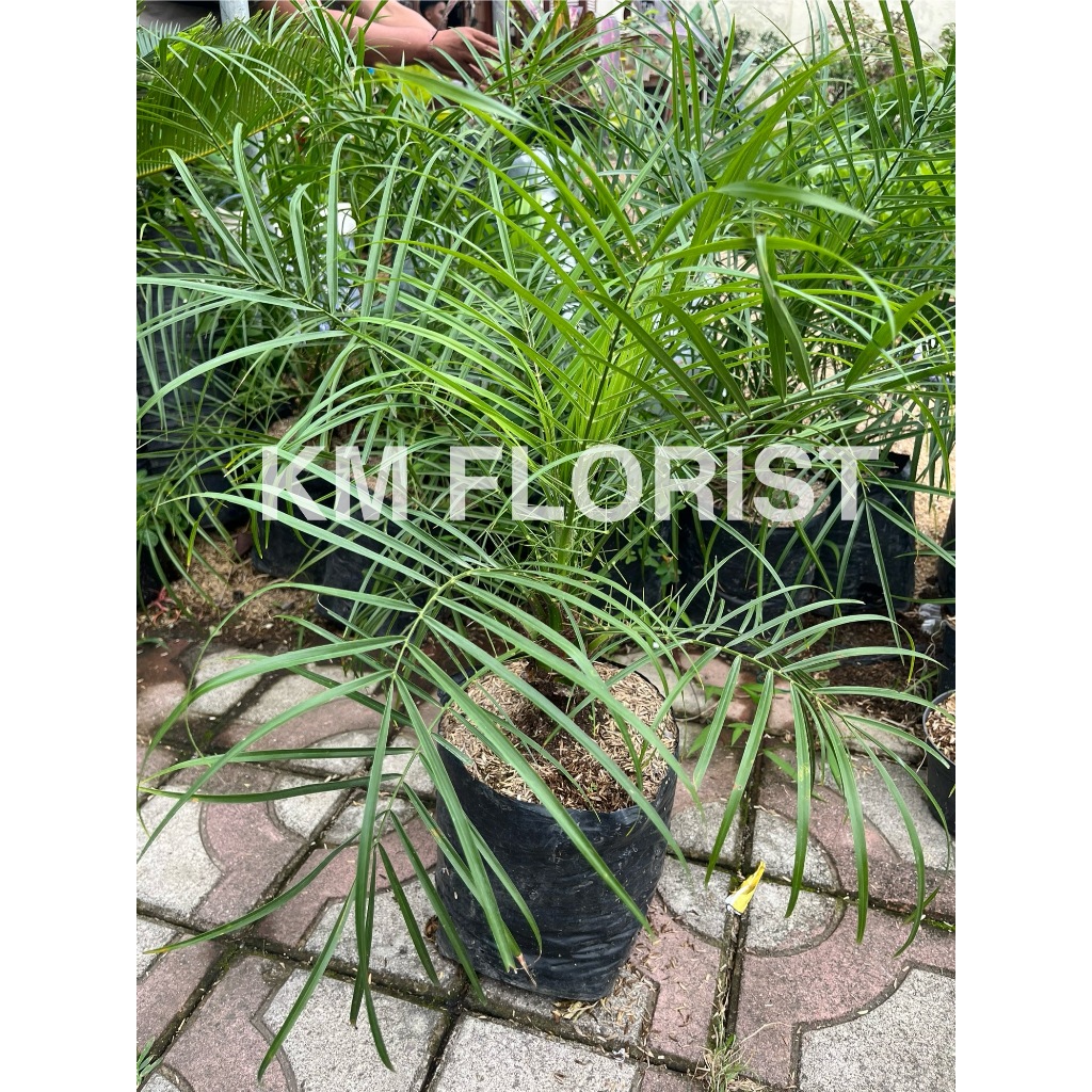 tanaman palem phoenix palem phoenix besar rimbun tanaman hias palem  tanaman palem outdoor