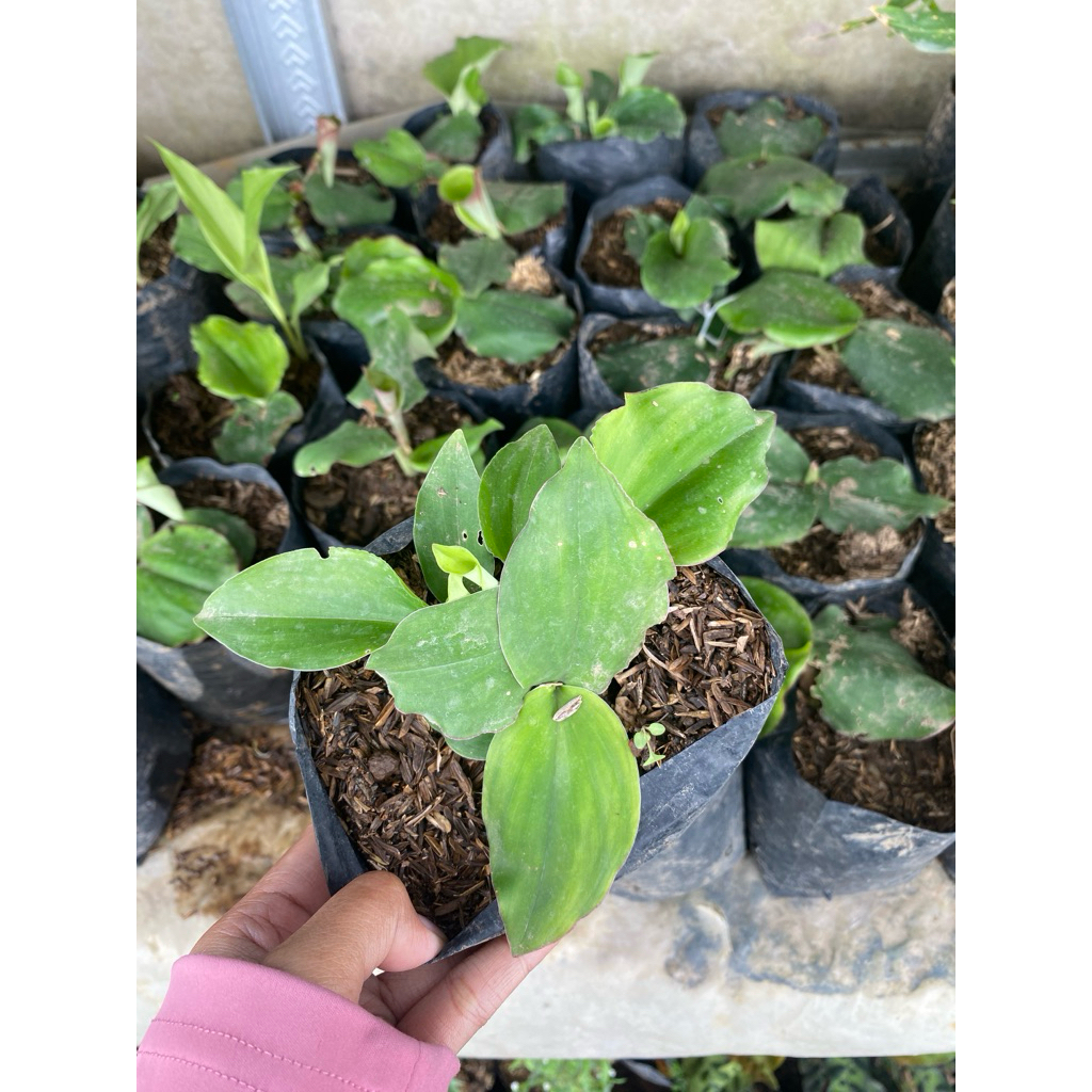 Tanaman kencur  - tanaman sayur kencur - tanaman toga