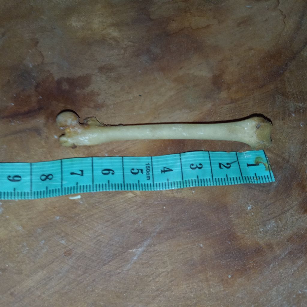 Tulang kukang kaki asli