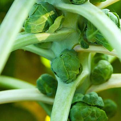 Biji Bibit Benih Sayuran Kubis Mini Hijau | Brussel Sprouts