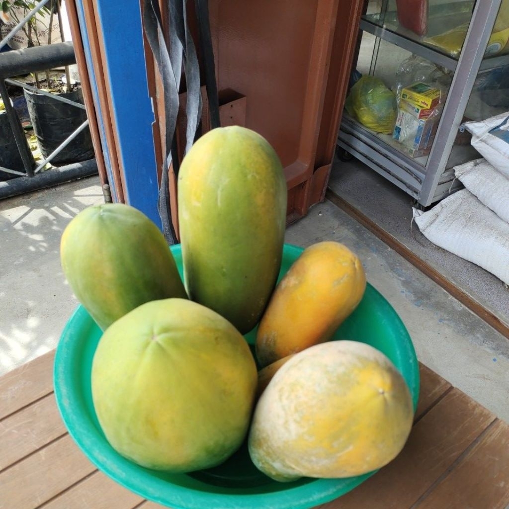 pepaya jingga
