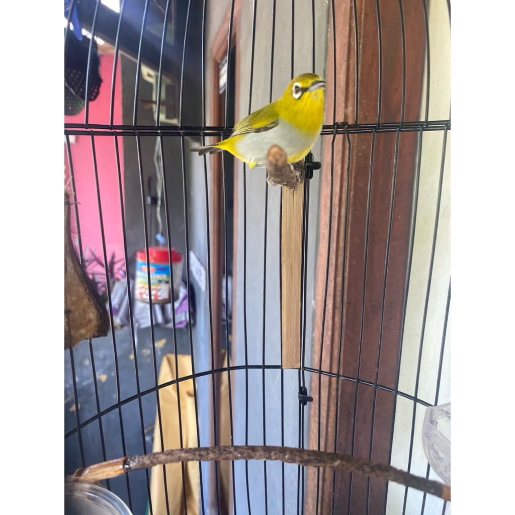 Pleci buxtoni gunkar