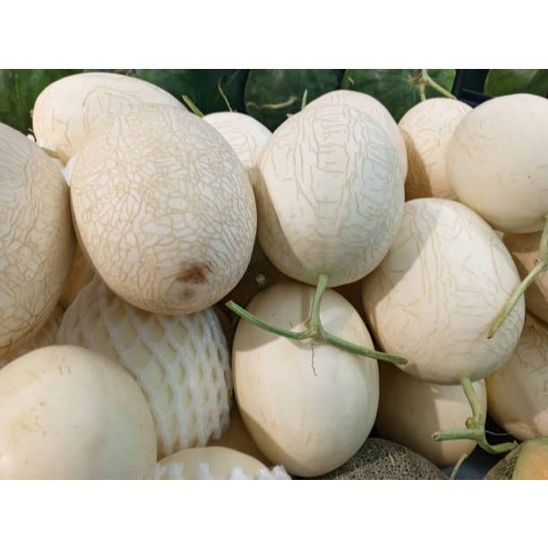 5 Biji Bibit Melon Madu Putih