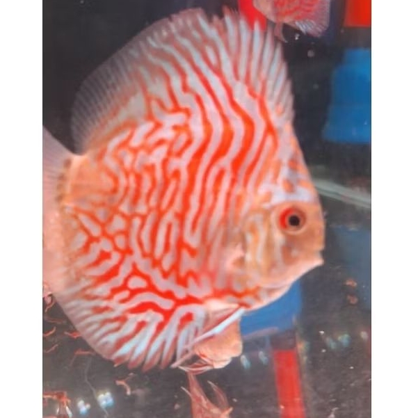 hiasan aquarium discus white tiger