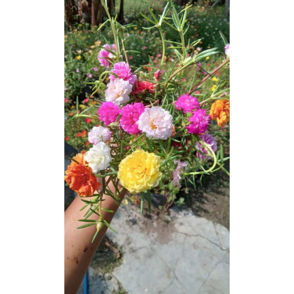 BIBIT BUNGA KROKOT MOSS ROSE IMPORT WARNA WARNI BUNGA HIDUP SIAP TANAM