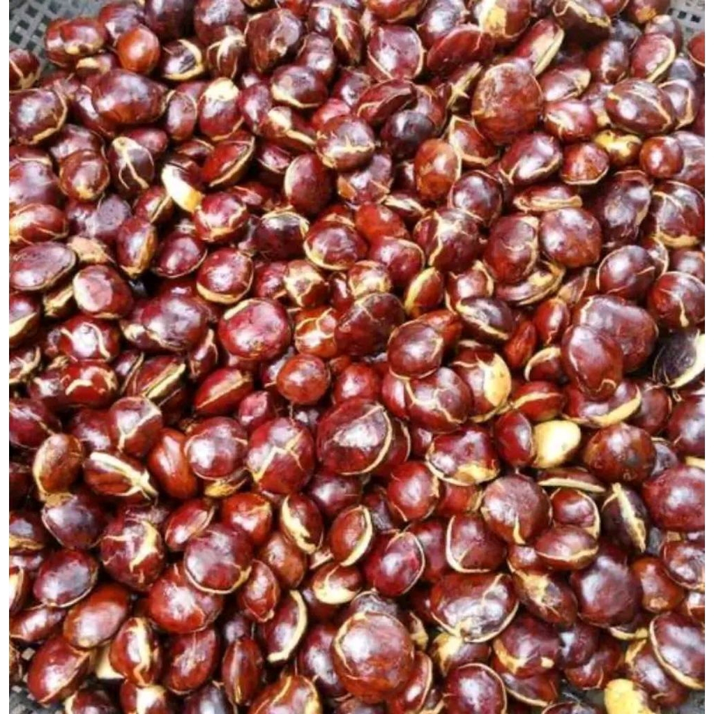 jengkol kupas kalimantan murah