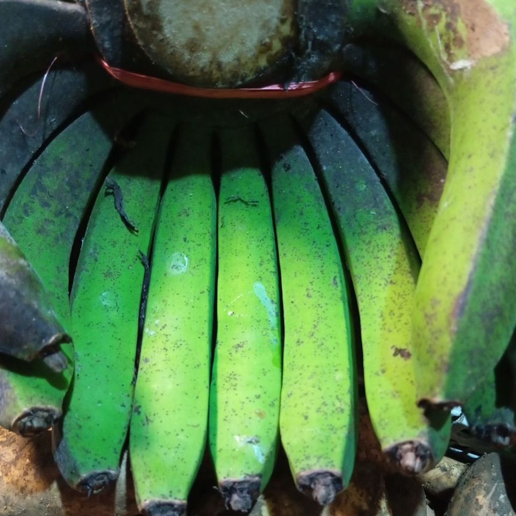 PISANG AMBON LUMUT MANIS