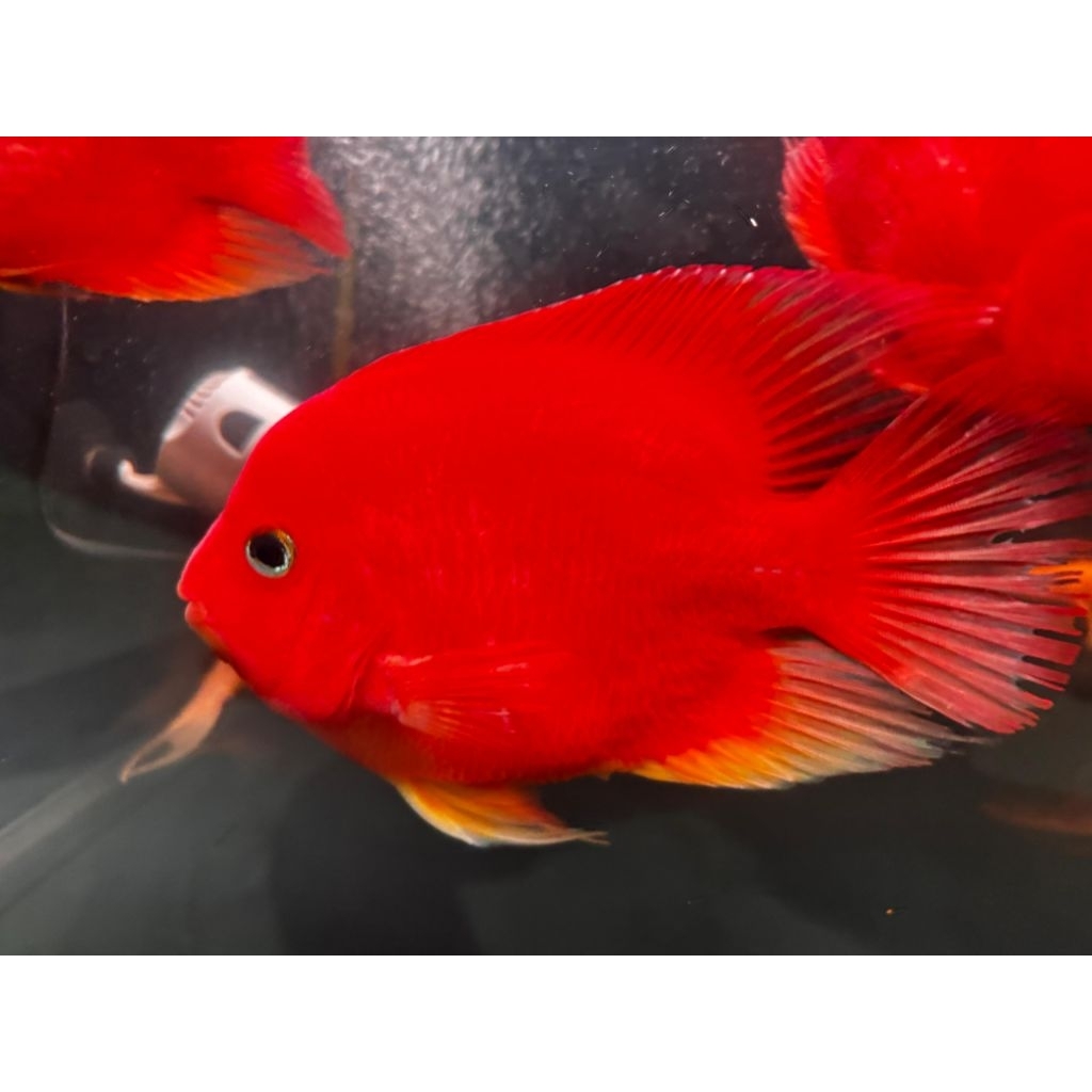 [HANYA INSTAN] Ikan King kong Parrot Yuanbao (KKP) Merah - Kingkong Parrot Yuan bao Red. Ikan Tankma