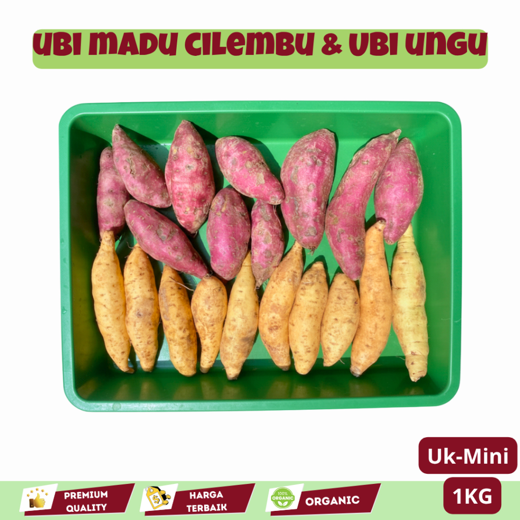 Ubi Madu Cilembu & Ubi Jalar Ungu kecil mix 1 kg isi banyak Asli cilembu mentah khusus dikukus/rebus