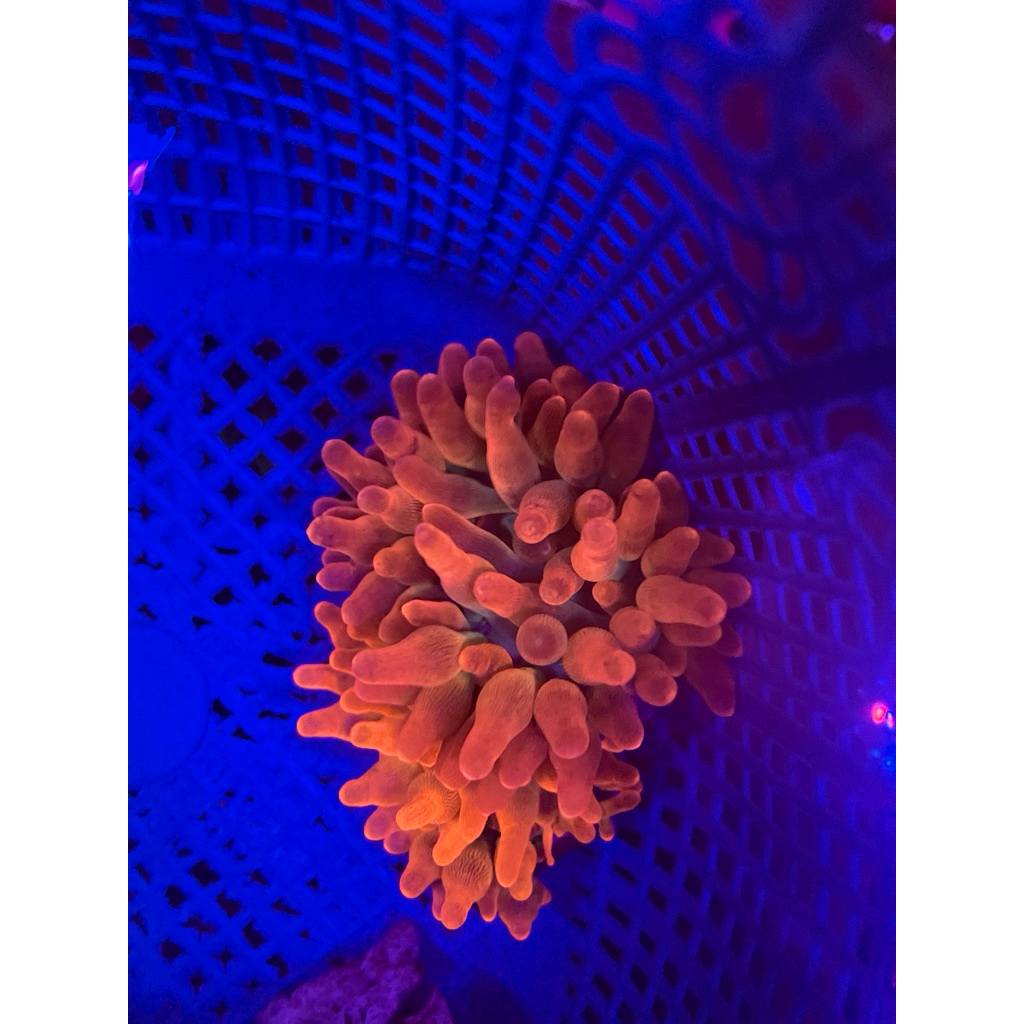 hiasan anemon jagung merah size s