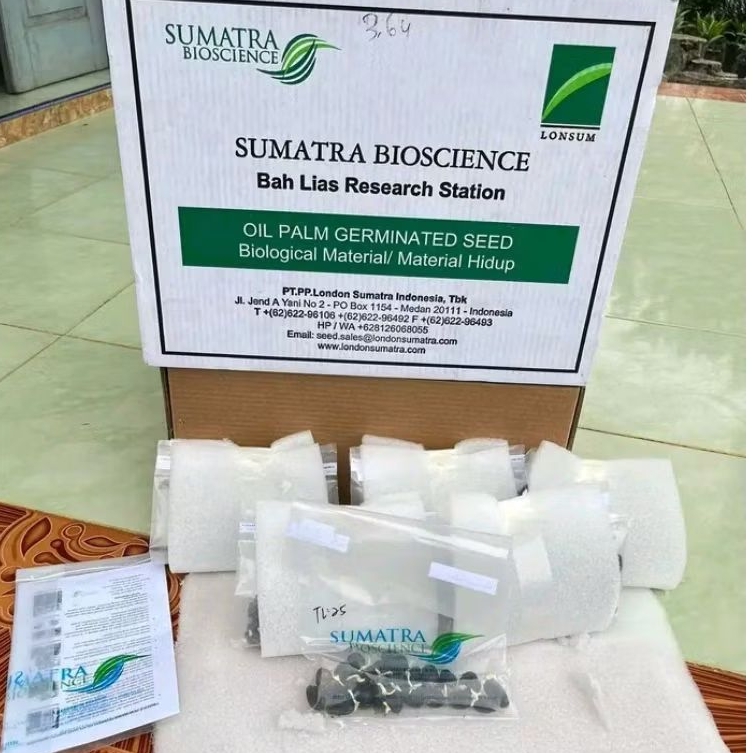 kecambah sawit LONSUM