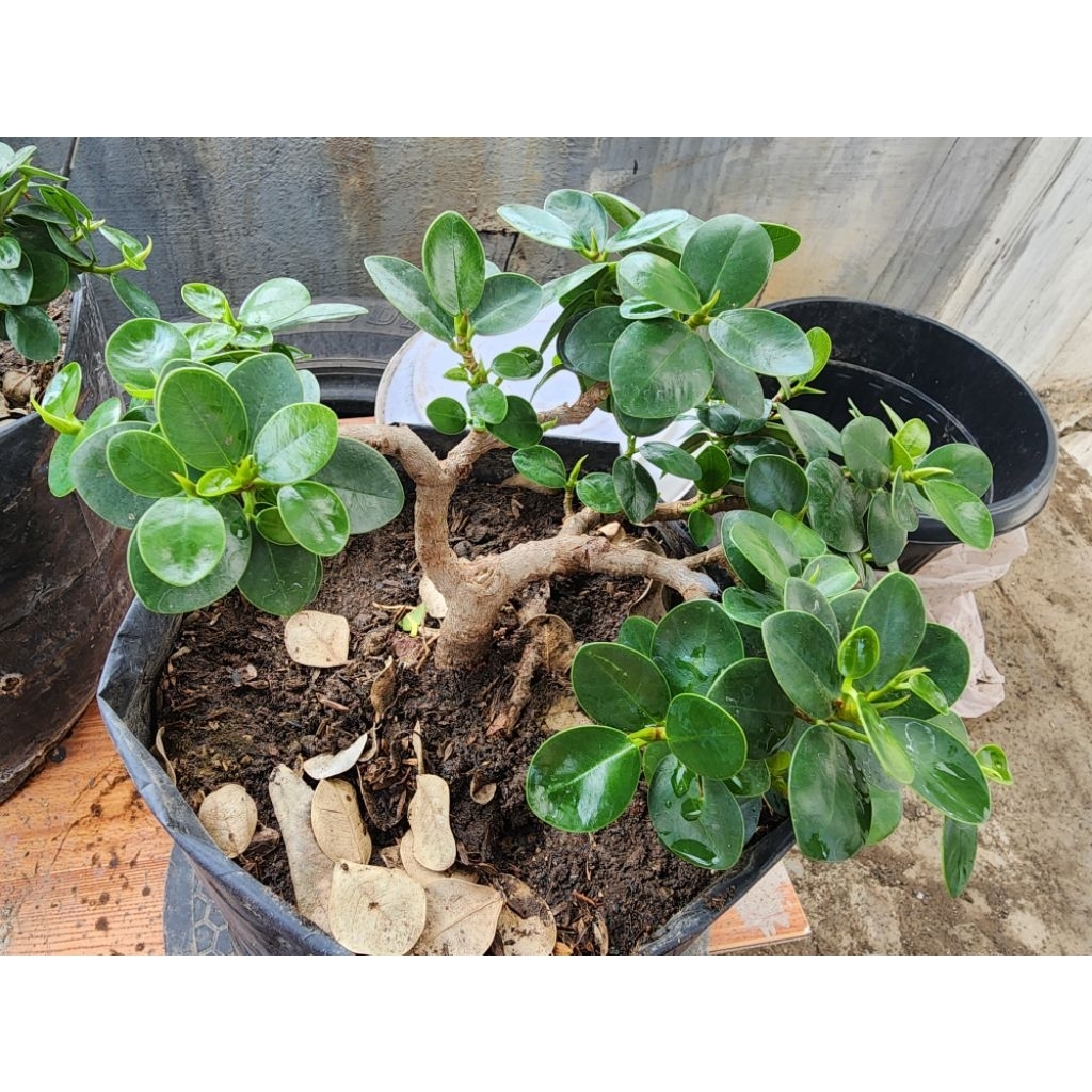 Bahan Bonsai Beringin Dolar Mangkok Ficus microcarpa