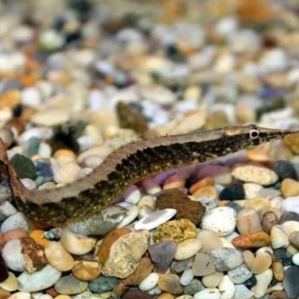 IKAN HIAS SILI BAMBU SIZE +-5 CM [ISI 2 EKOR]