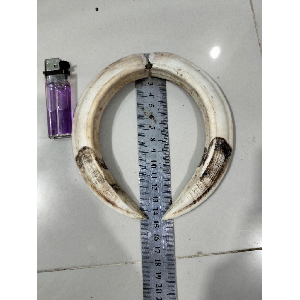 Koleksi etnik taring babii jumbo pjg hampir 15cm.dijamin ori