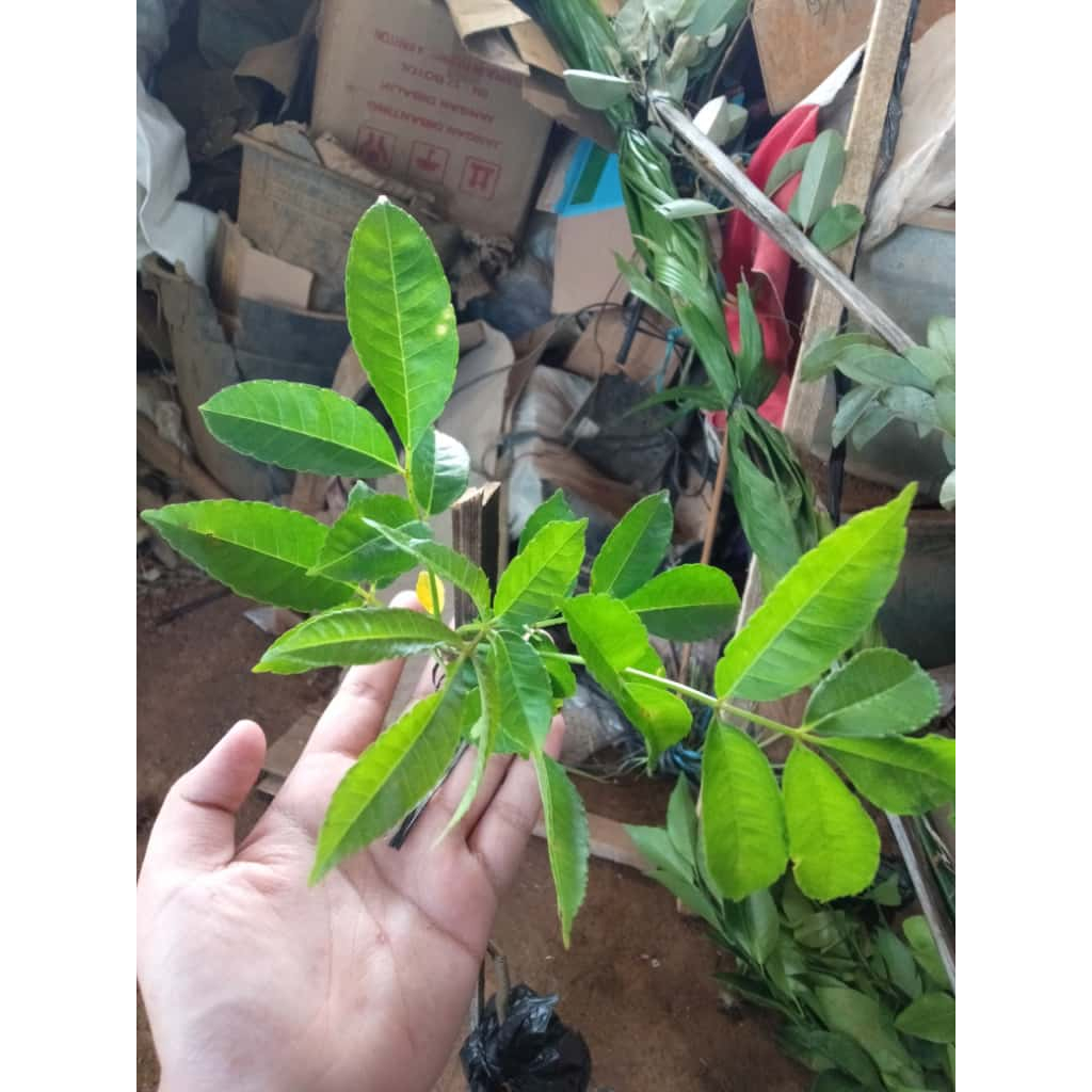 Bibit Tanaman Kedondong Hutan - Tanaman Buah Langka, bisa dijadikan obat