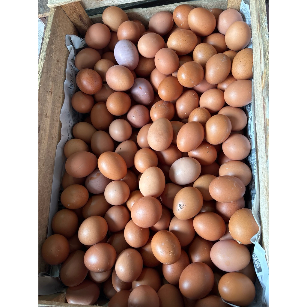 telur ayam negeri 1 peti 15kg