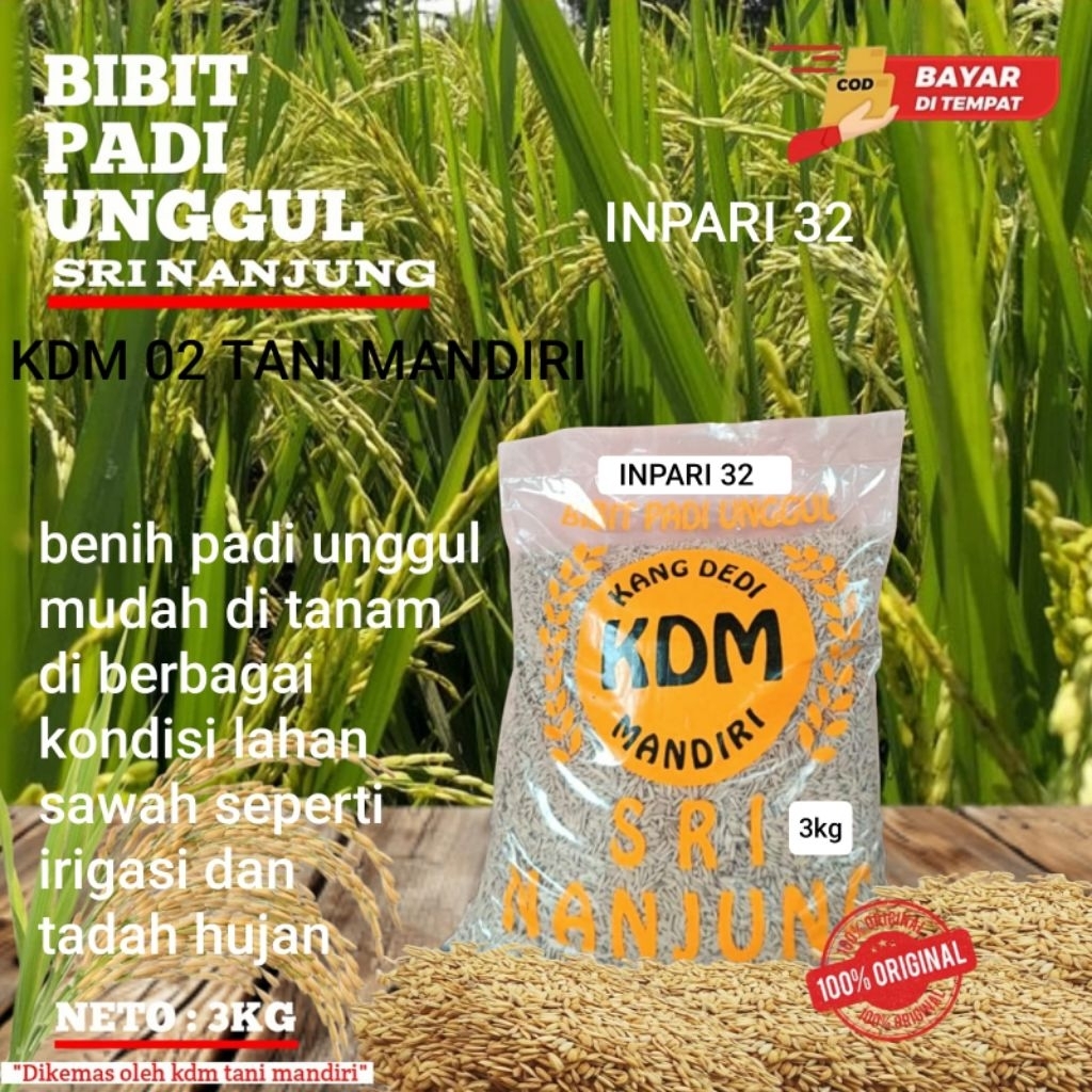 BIBIT PADI INPARI 32 JUMBO KEMASAN 3KG KUALITAS PADI UNGGUL