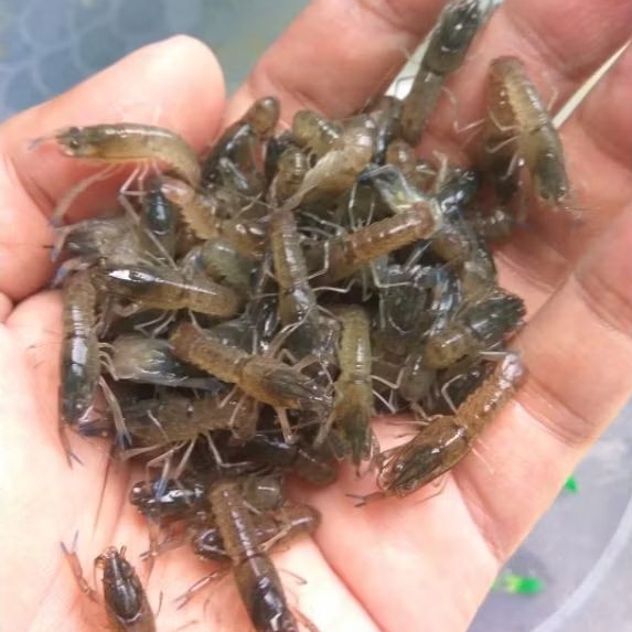 Bibit / Benih Lobster Air Tawar