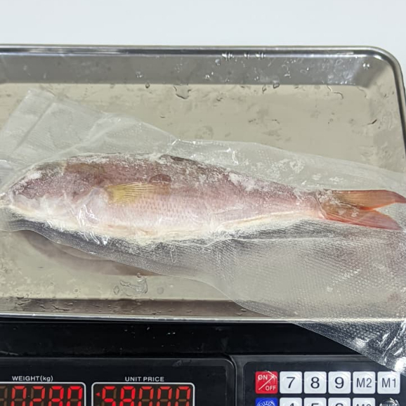 Ikan Kakap Merah Fresh Beku Bersih Kakap Kurisi Frozen Ikan Kakap Merah Trisi Premium 500 Gram