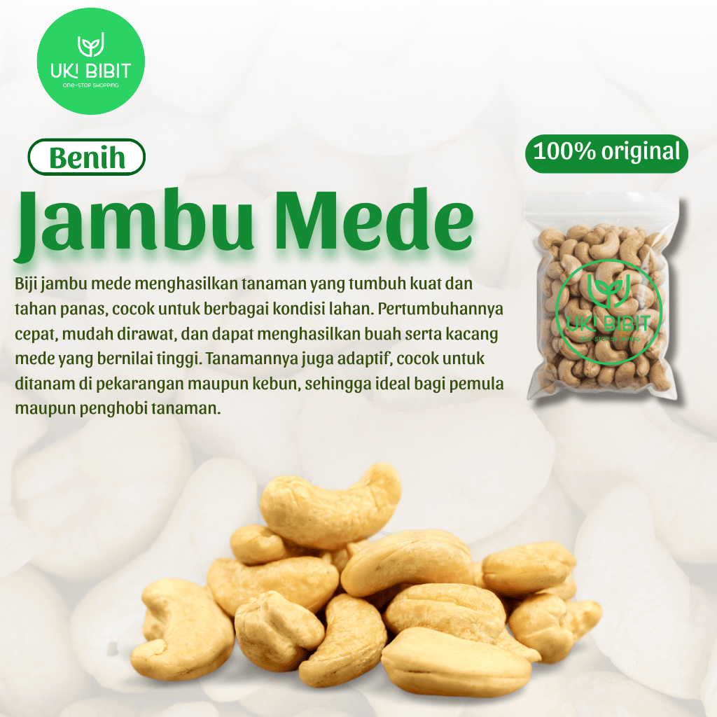 ( 1 Kg ) Benih Biji Jambu Mede | Jambu Mete | Jambu Monyet Geluk