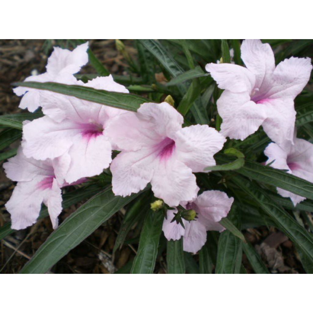 Tanaman Ruellia simplex. bunga pitih