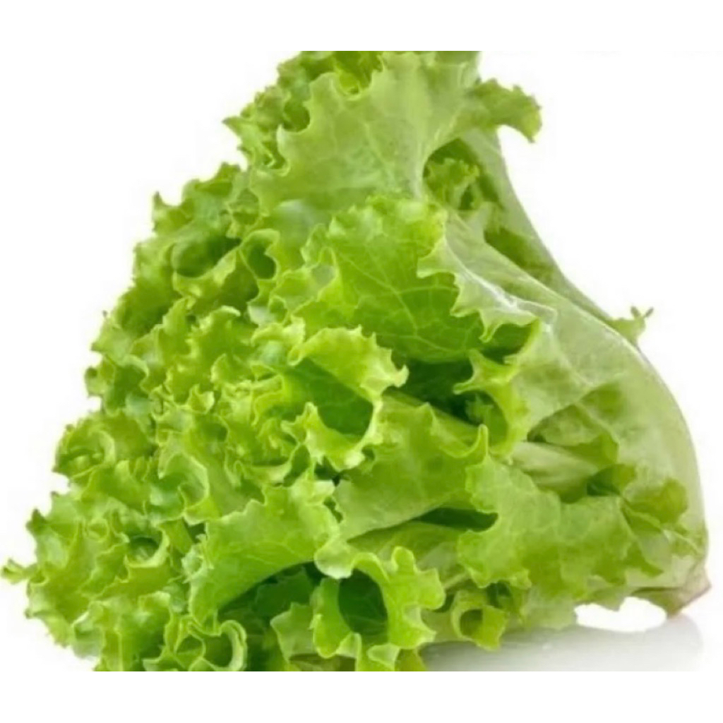 Selada fresh/selada instan/selada segar/sayur selada