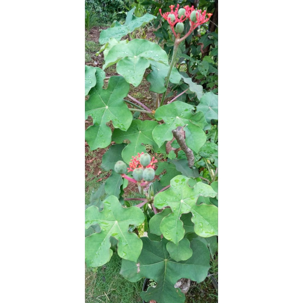 BibitTanamanJarakBotol/JarakBali/JarakBonsai