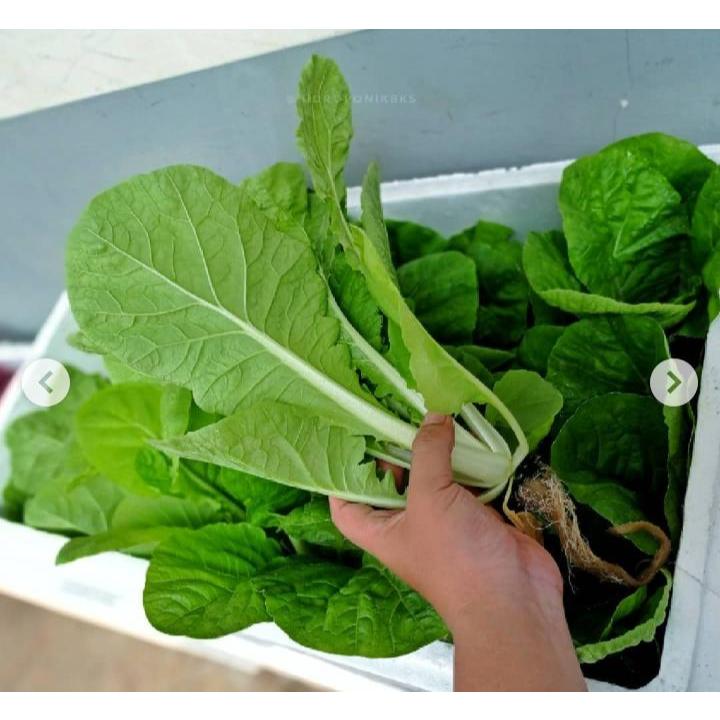 UNGGUL - Bibit Sawi Samhong