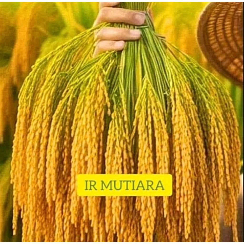 BENIH PADI IR MUTIARA UNGGUL 1KG KUALITAS