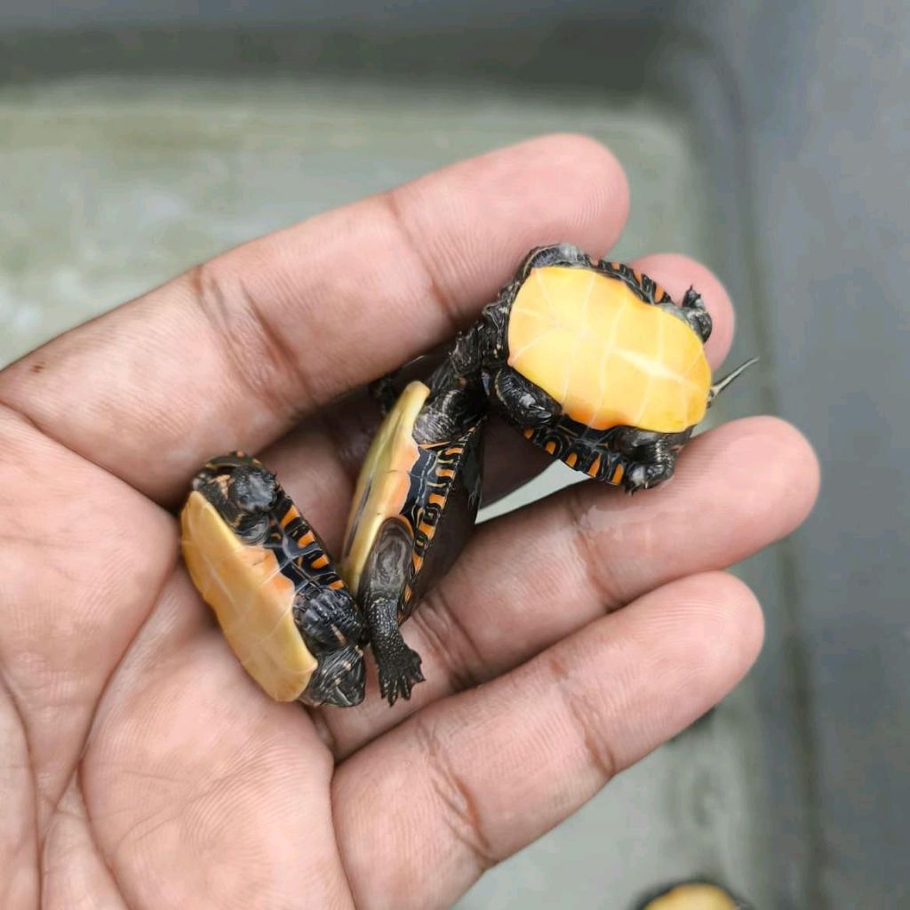 Mainan Anak Kura Kura Picta Picta Painted Turtle Ukuran 3cm Sehat Hidup Normal Hiasan Aquarium Kolam