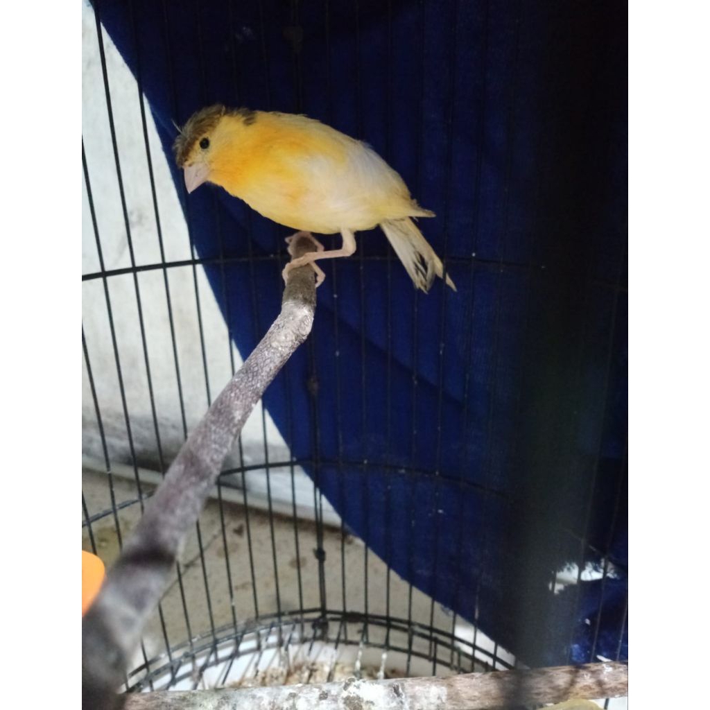 Kenari Paud Cerahan (Jambul)