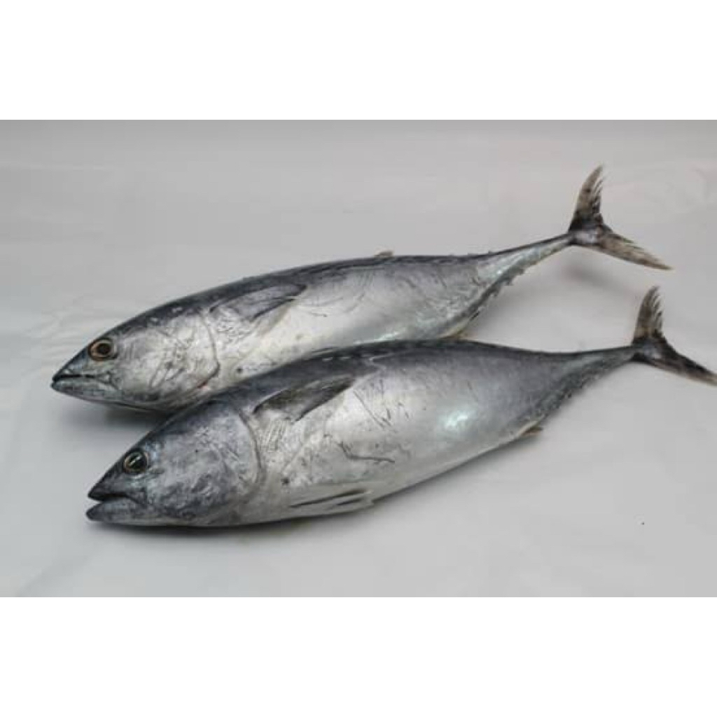 tongkol tuna fresh