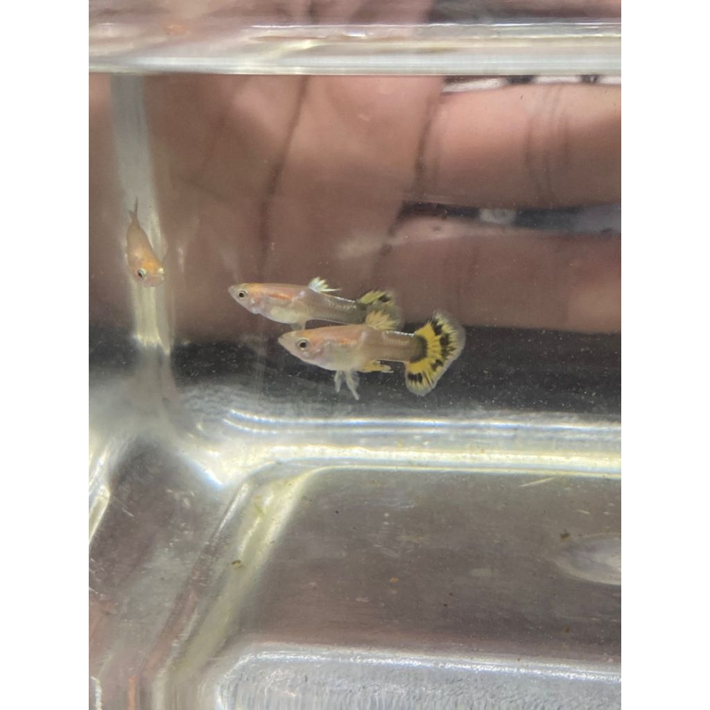 GUPPY YELLOW MOSAIC / YELLOW MOZAIK TRIO