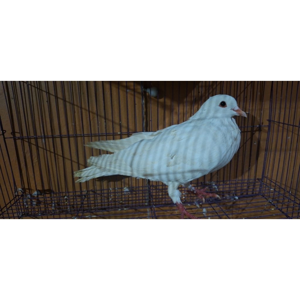 merpati jantan putih polos