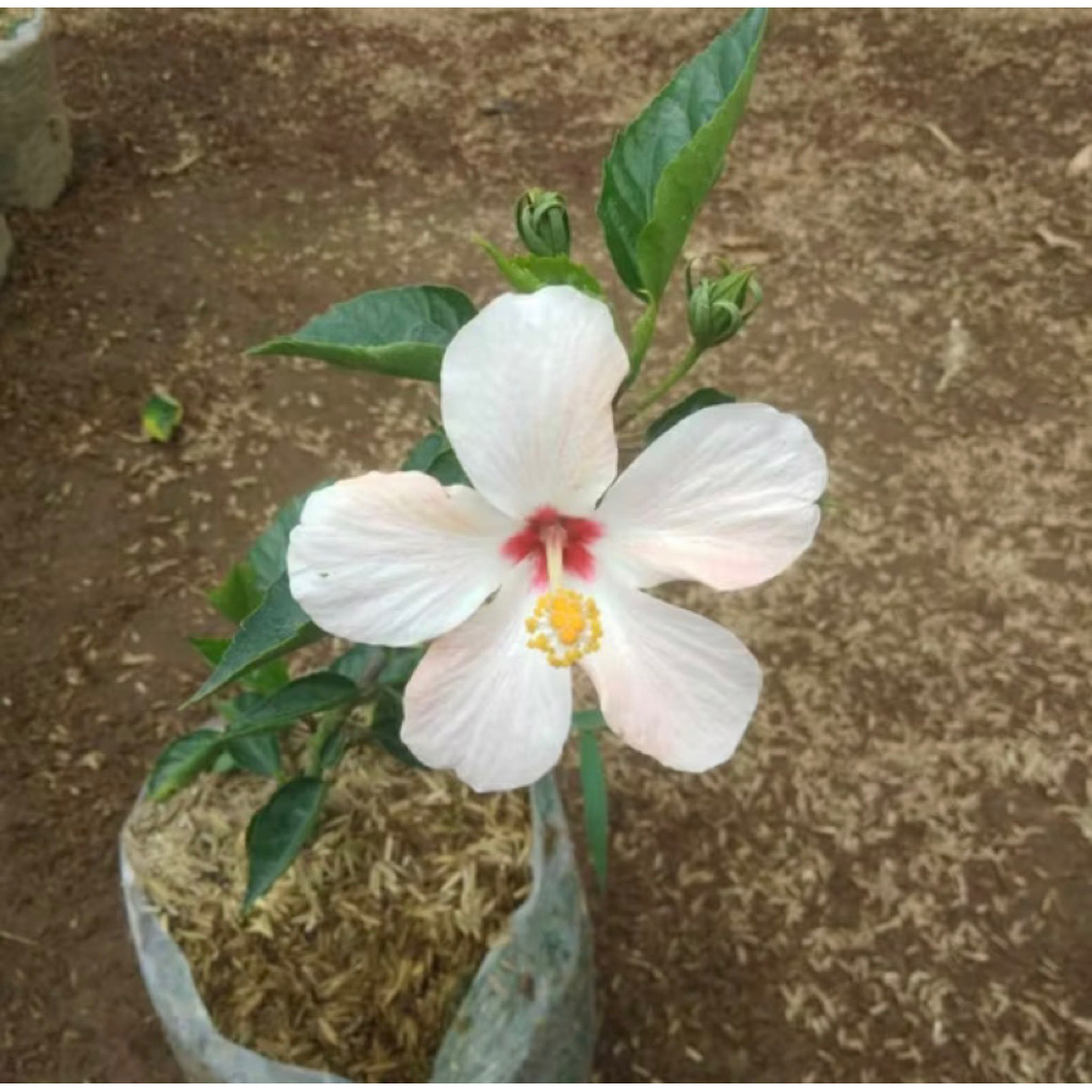 PROMO Tanaman Hias Kembang Sepatu Bunga Putih-Kembang Sepatu-Tanaman Bonsai Kembang Sepatu