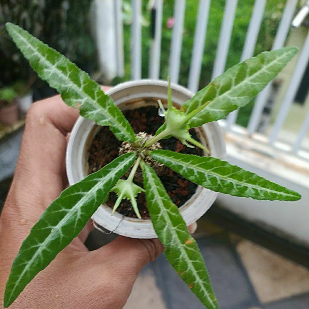 DORSTENIA LANCIFOLIA #dorstenia #tanamangurun #tanamanunik