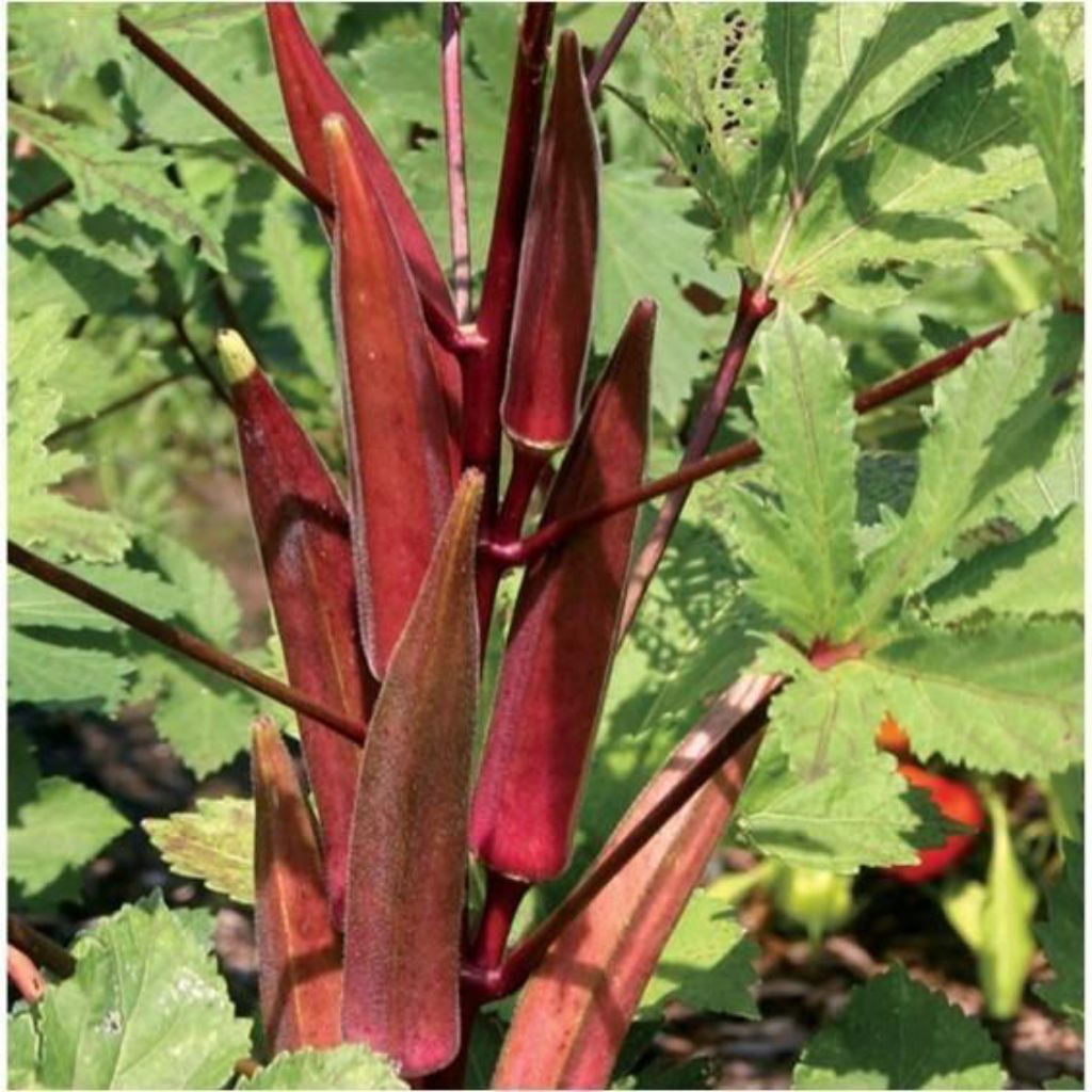 Benih-biji Okra Merah /sayur okra isi 10 biji