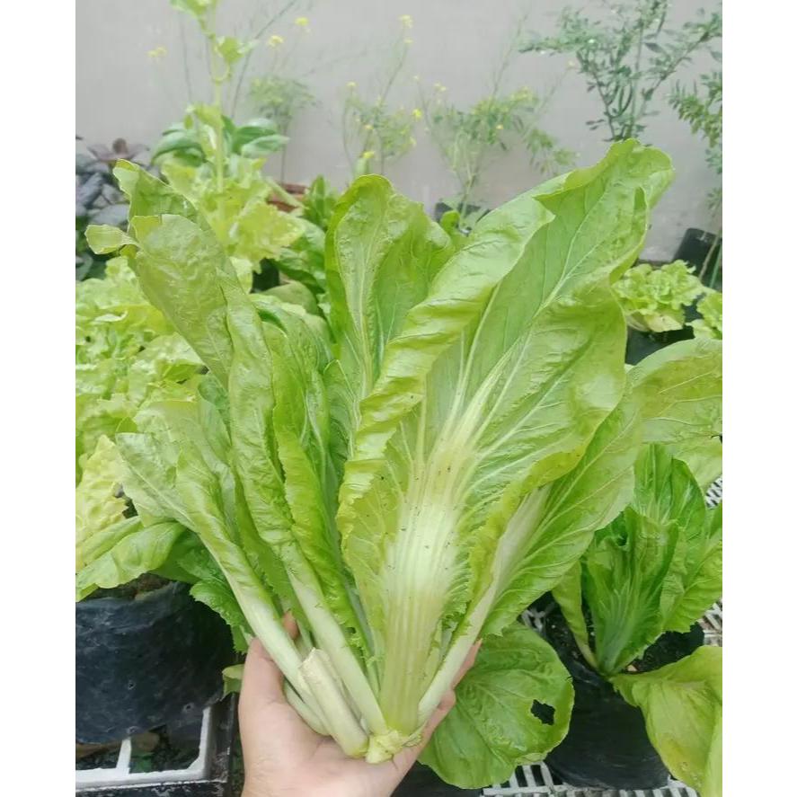 UNGGUL - Bibit Sawi Pahit