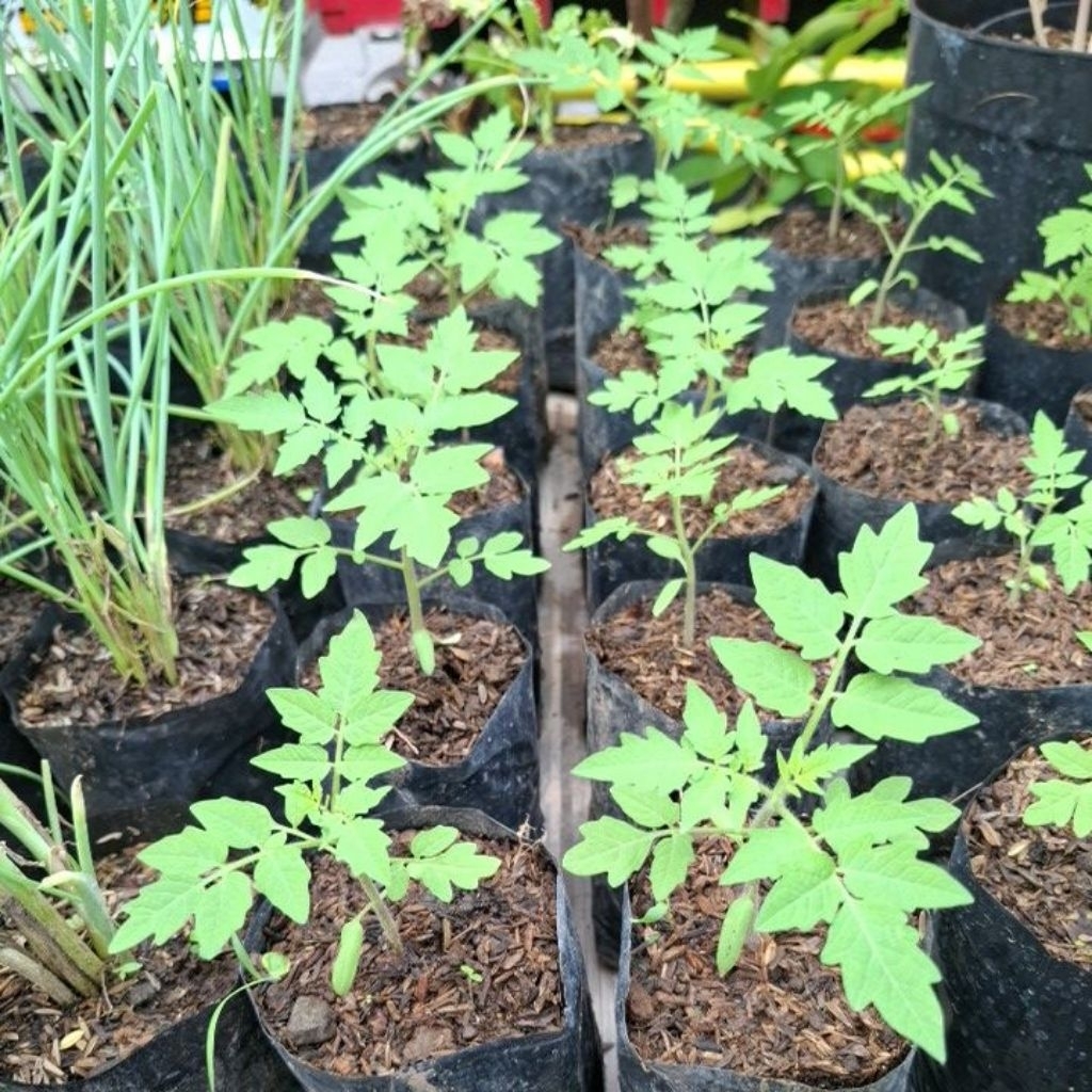 bibit tanaman tomat rampai/tomat sambel sambal