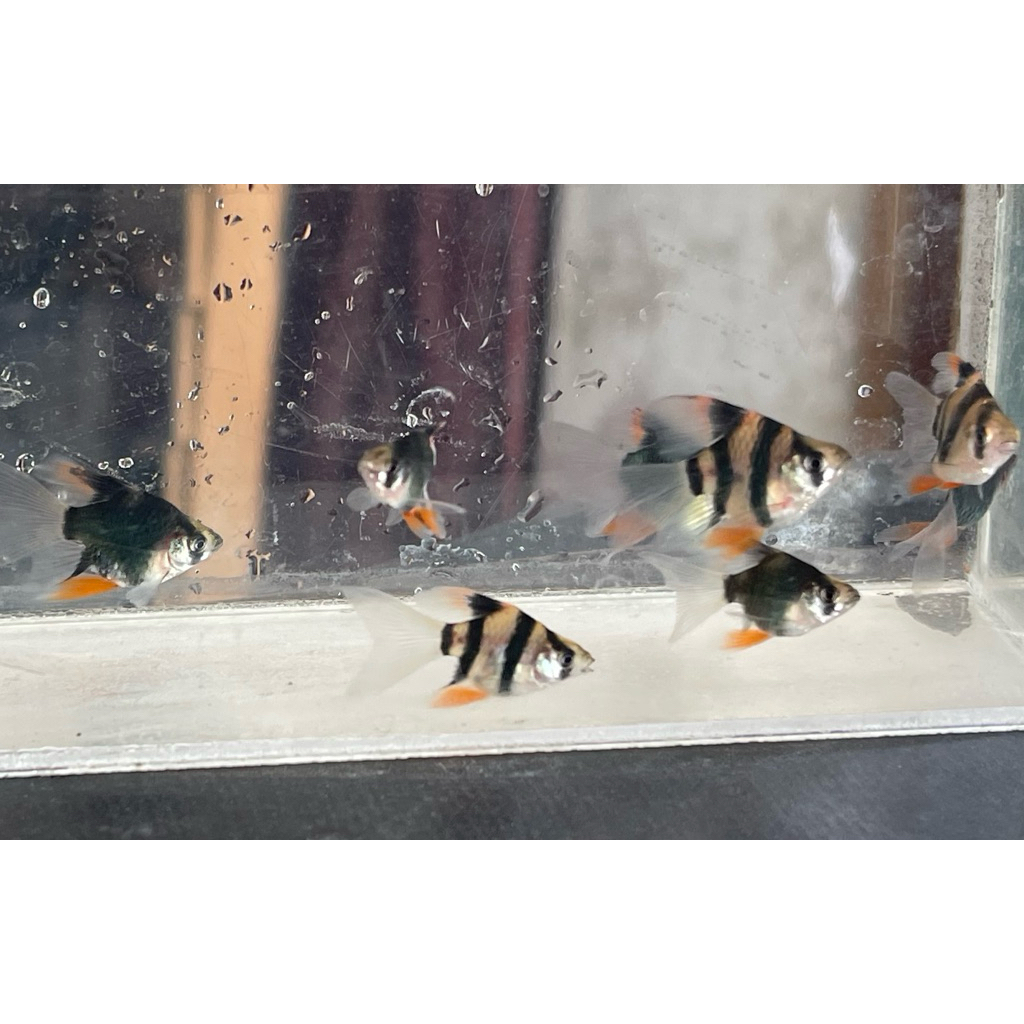 sumatra balon slayerr