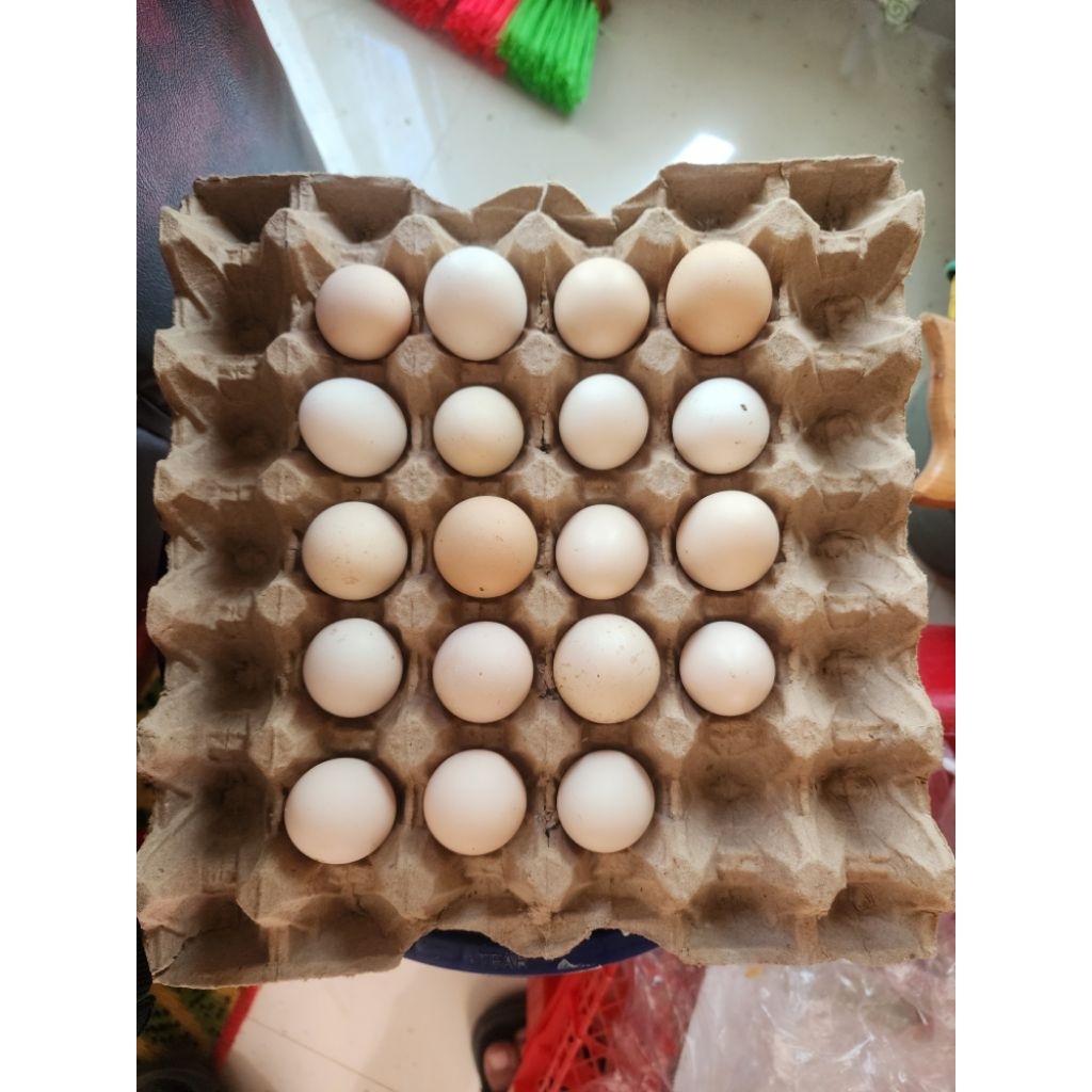 TELUR FERTIL AYAM KAMPUNG UNGGUL ELBA PUNCAK PRODUKSI SAMPAI 75%