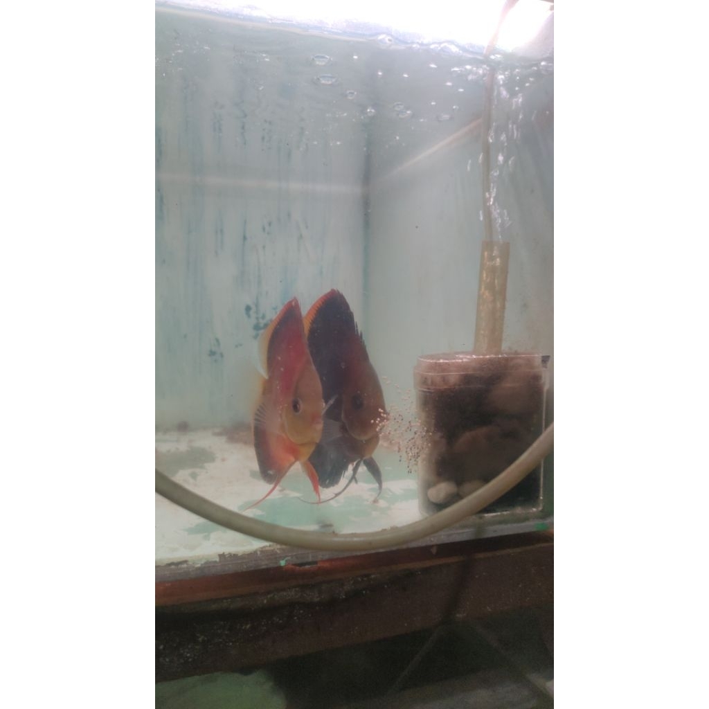 Discus Pair Sunmerah Bluerim Blueface HB