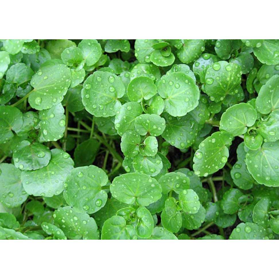 COD AJA - Bibit Selada Air