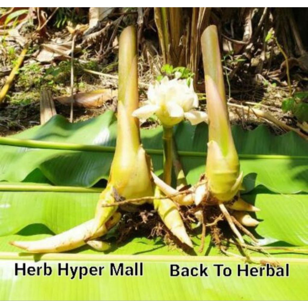 bibit bonggol kecombrang sayur siap tanam