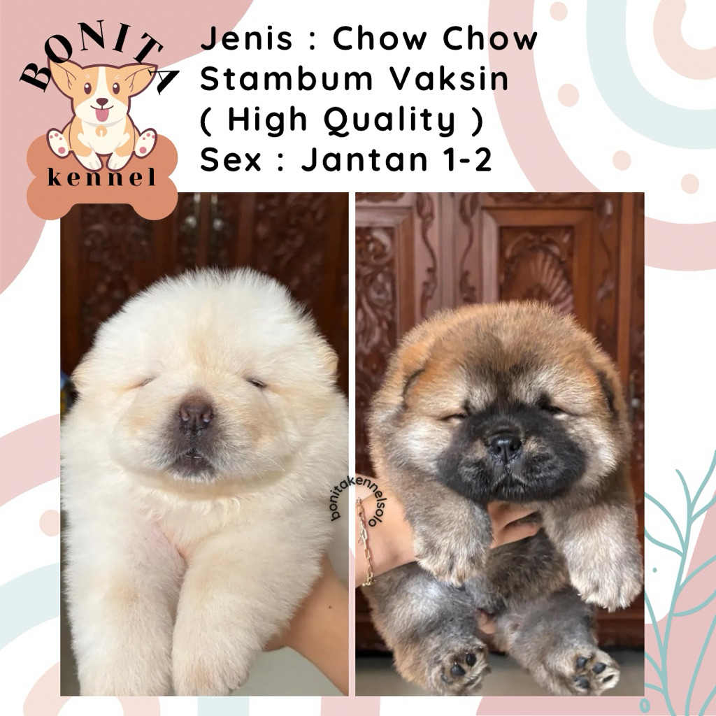 Chow Chow Stambum Anak Anjing Chow Chow Jantan Betina