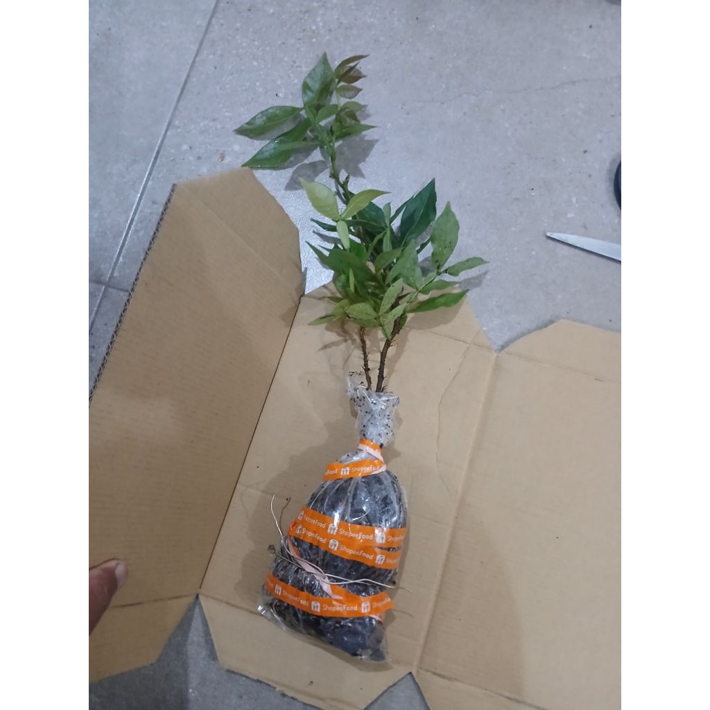 Bibit Pohon Buah Salju Khas Bedugul Bali