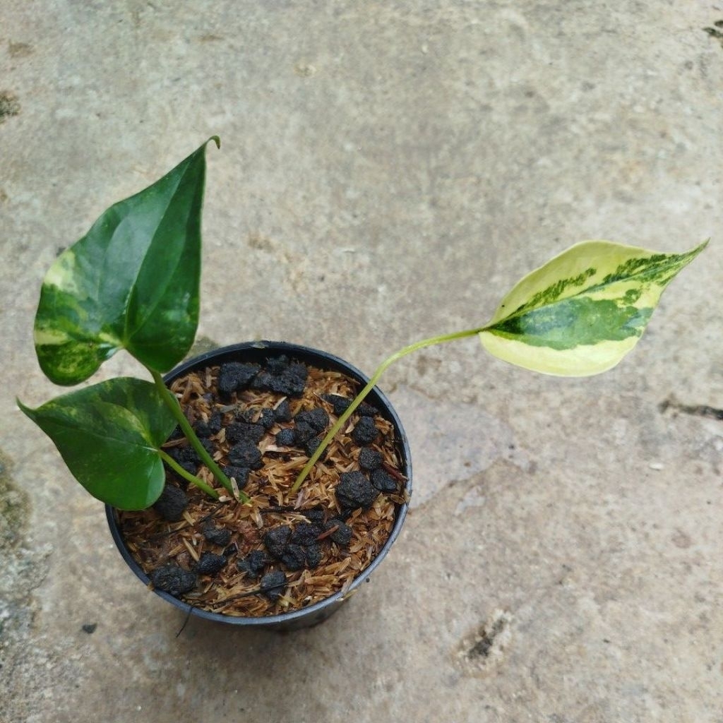 Tanaman Anturium Pterodactyl Variegata