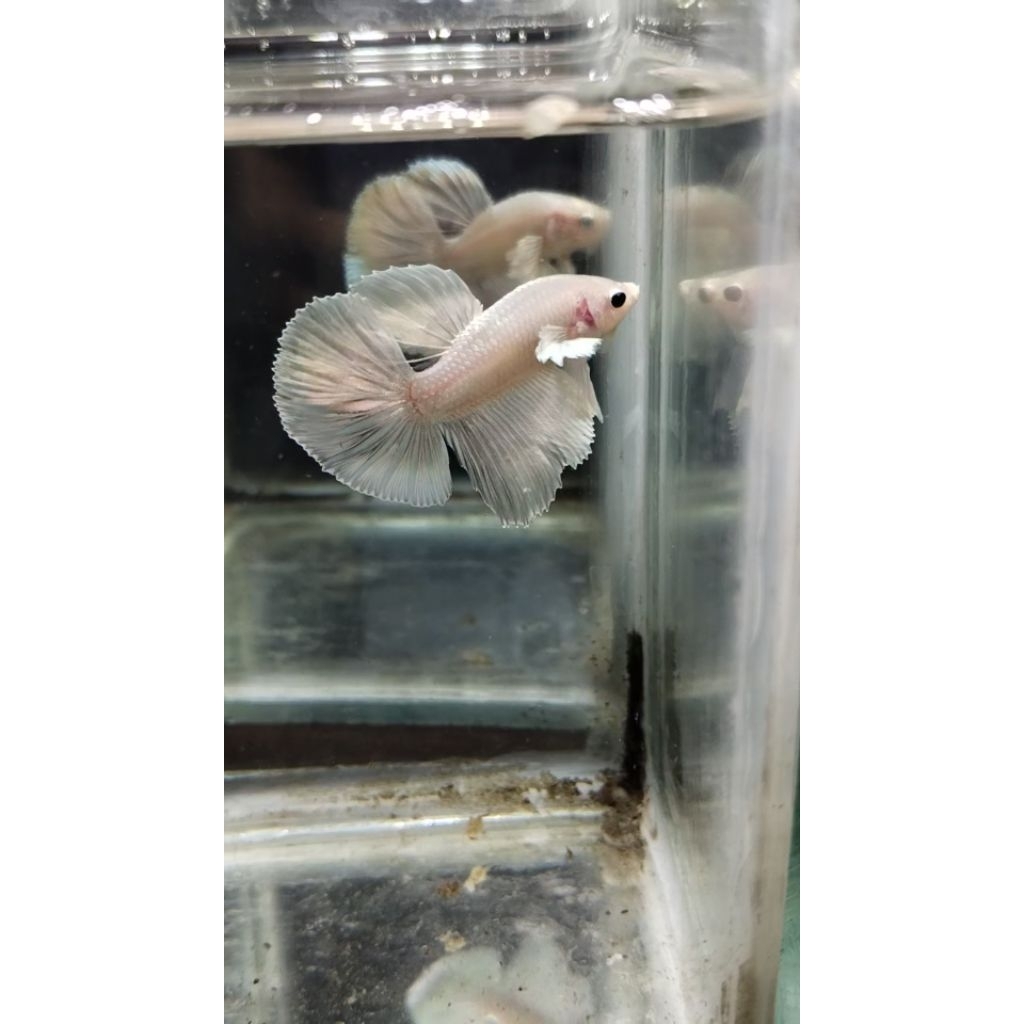 pkde hmde solid blu white gold shimer dll