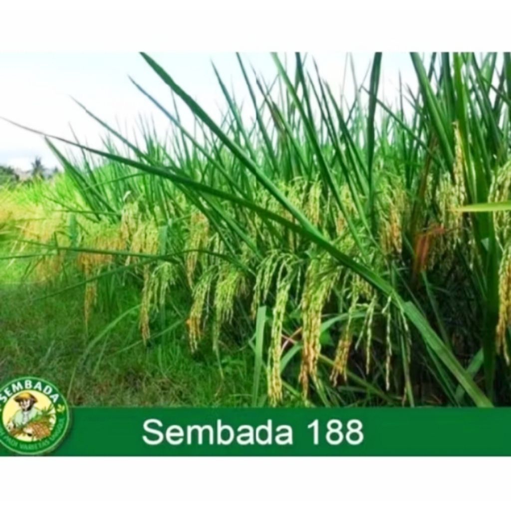 (5KG) BENIH. PADI IN HIBRIDA SEMBADA 188 BERKUALITAS UNGGUL